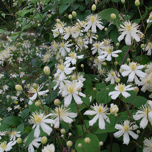 2-clematis-fargesii-summer__134033589