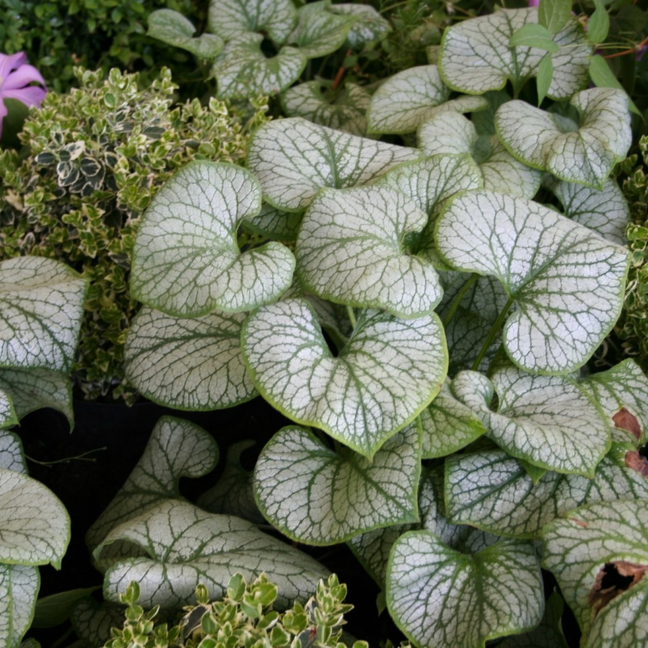 Brunnera-macrophylla-Jack-Frost