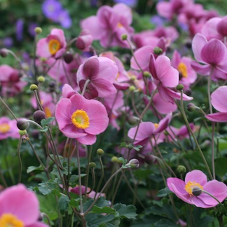 anemone-hupehensis-splendens-hostanemon