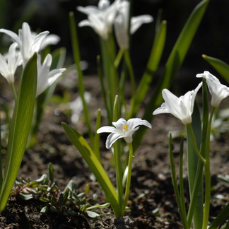chionodoxa-luciliae_alba